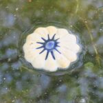 SchwimmBlumen für den Gartenteich WeißBlau keramiko.de