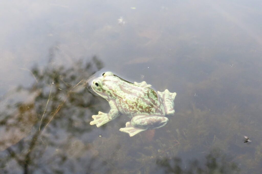 Naturnaher KeramikFrosch für den Gartenteich keramiko.de